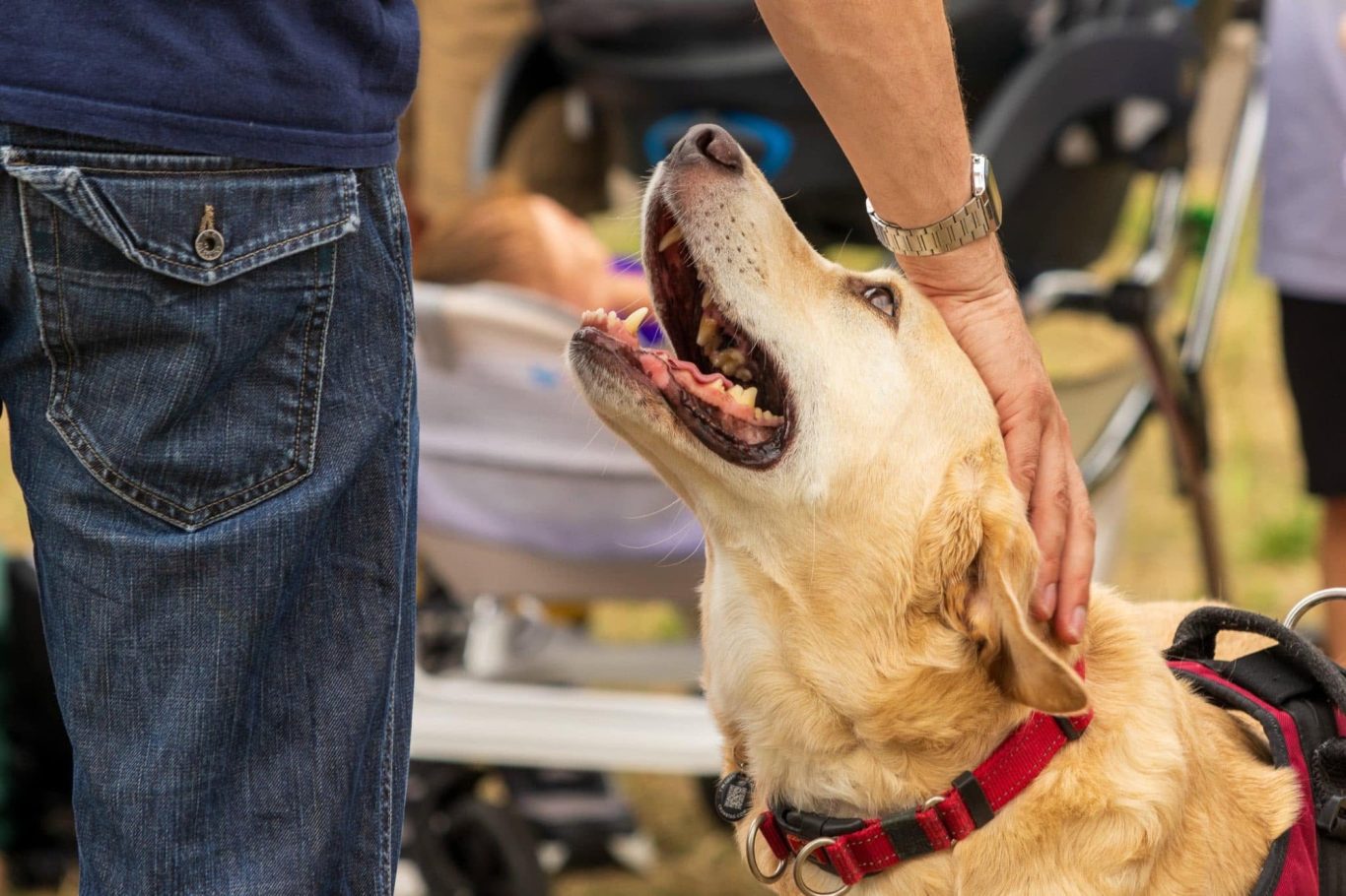 A person gently pets a smiling golden retriever in a relaxed outdoor setting.