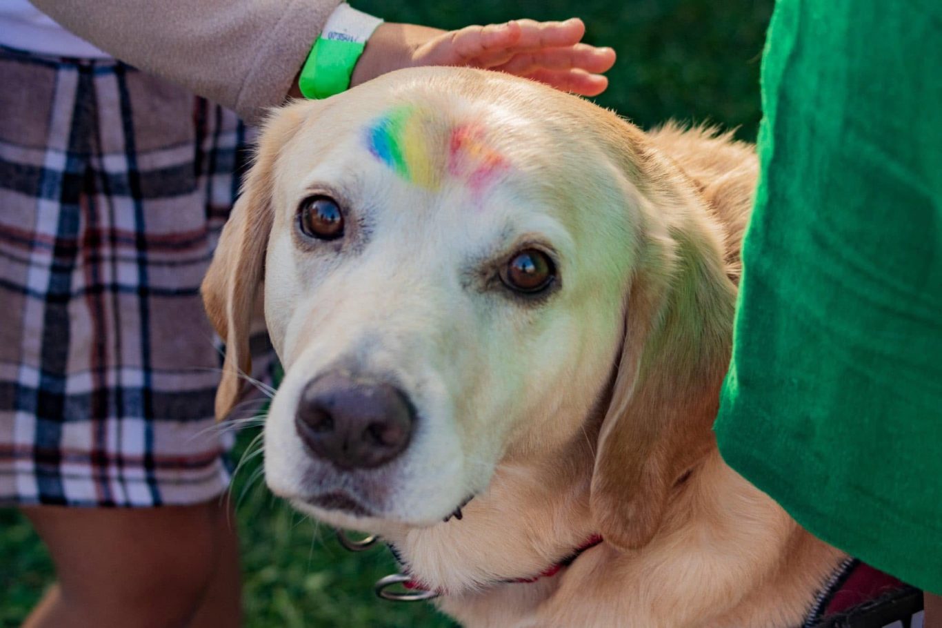 A golden retriever with a colourful mark on its forehead, being petted by a person.