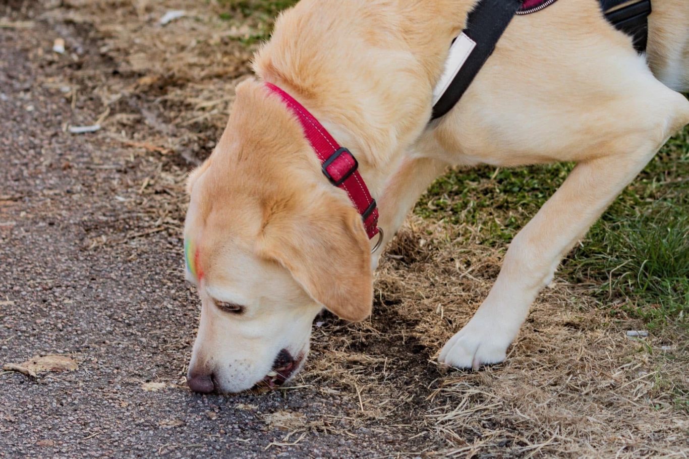 Labrador dog sniffing the ground near a paved path.