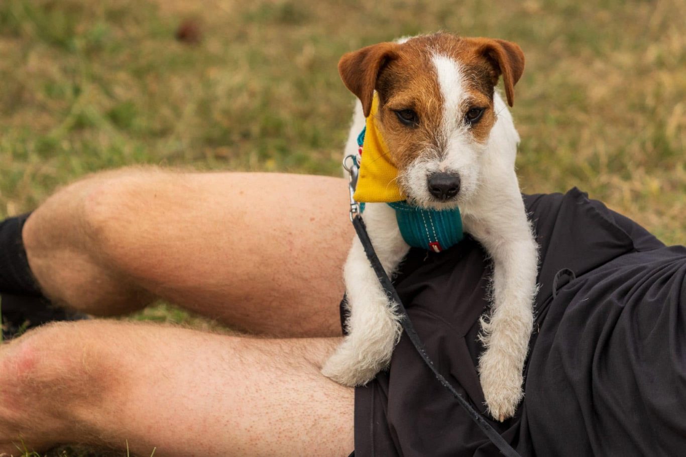A small dog rests on a person's leg, wearing a colourful bandana.