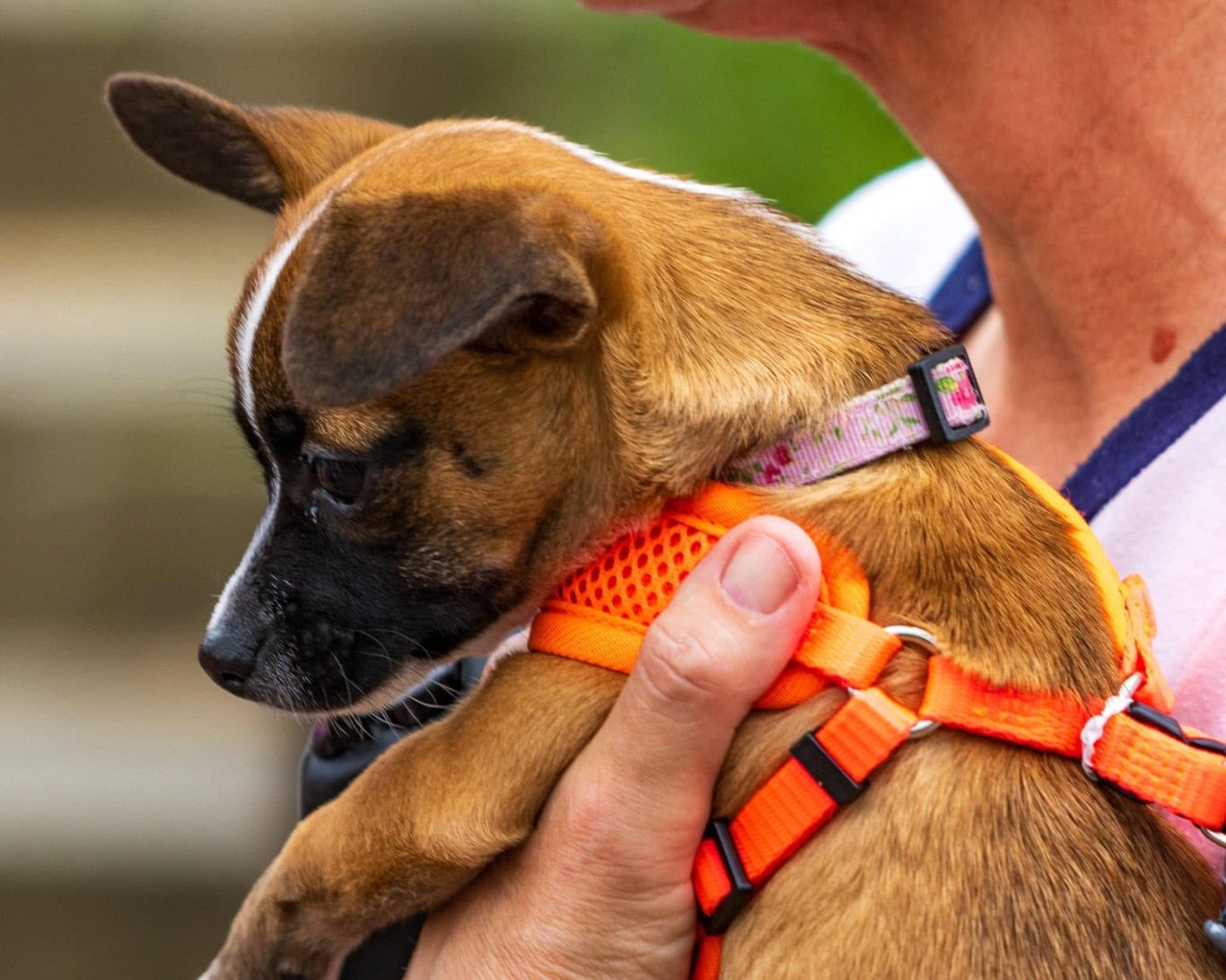 A small brown puppy in an orange harness being held by a person.
